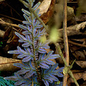 Fern