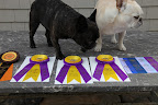 Wow, G.K.!  It sure sounds like quite an adventure!  Sharkey, can you believe all of these ribbons?