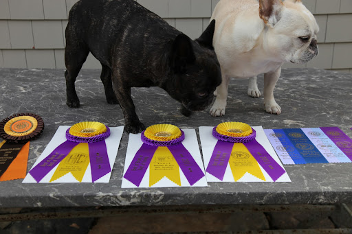 Wow, G.K.!  It sure sounds like quite an adventure!  Sharkey, can you believe all of these ribbons?