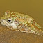 Green-eyed Treefrog  
