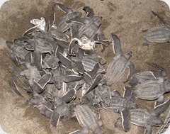 tortugas tortugas