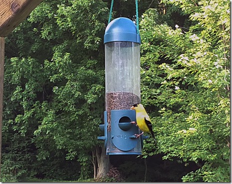 raspberrypi_americanfinch