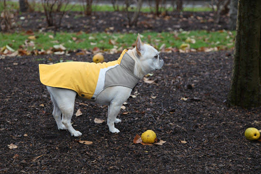 Why, Franny!  Here's some more color!  There's some bright yellow fruit on the ground under these trees!