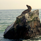 A roar from this sea lion echos across the water.