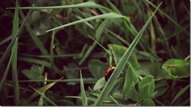 Lady bug Lady bug