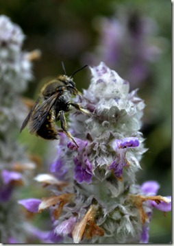 resting anthidium