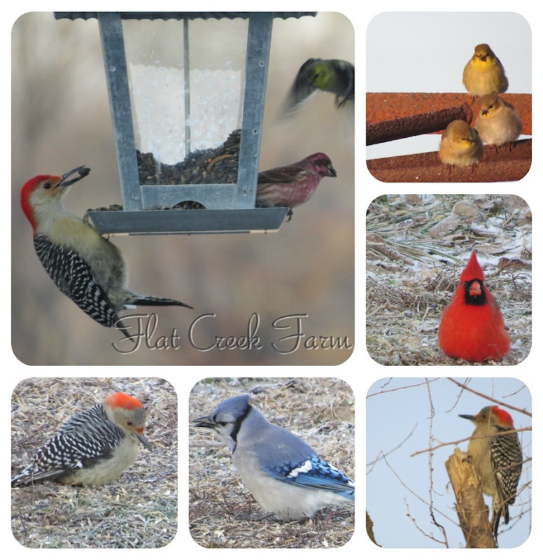 birds jan 2013_collage