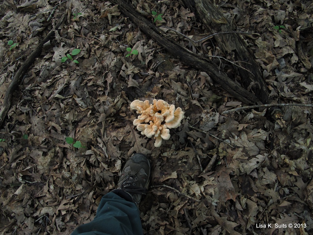 [Laetiporus%2520from%2520above%2520with%2520foot%255B5%255D.jpg]