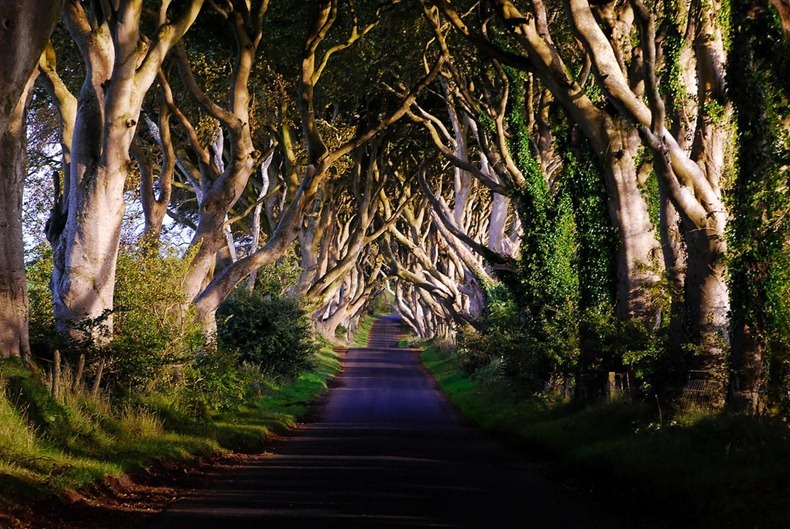 dark-hedges-5 dark-hedges-5