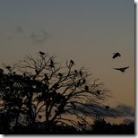 _IGP9644 the Ibis returning to roost _IGP9644 the Ibis returning to roost