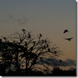 _IGP9644 the Ibis returning to roost