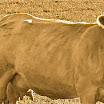 angus mom and calf.jpg