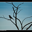 alicea_071123_9731.jpg
