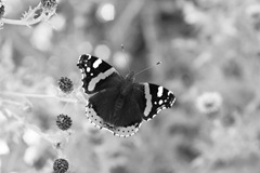 Red-Admiral