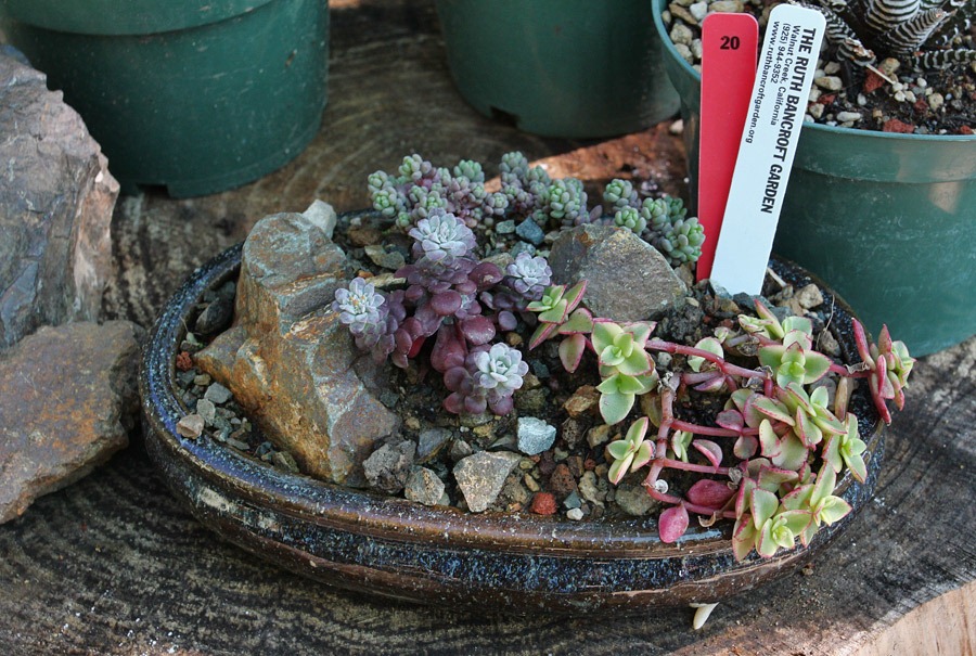 [120414_RBG_abalone_shell5.jpg]