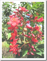 Florida vacation 3.12 red flowers