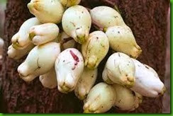 Syzygium corniflorum