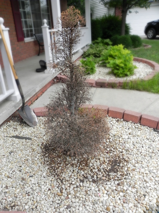 Dead Shrub Dead Shrub
