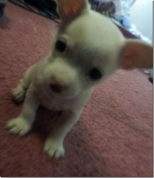 funny-animals-haha-26