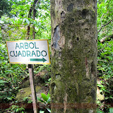 Parque de los Arboles Quadrados -  El Valle - Panamá