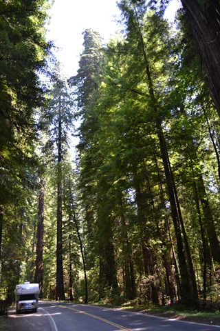 [RedwoodsinValleyofGiants3.jpg]