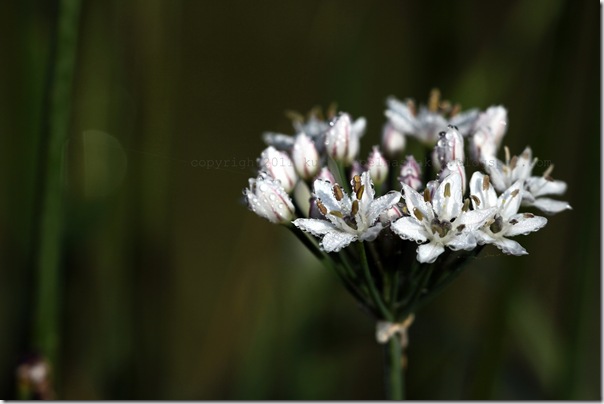 IMG_6417 IMG_6417