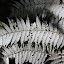 New Zealand's Silver Fern - Waitomo, New Zealand