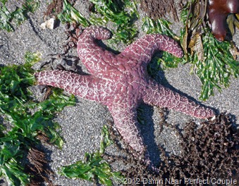 Sea Star