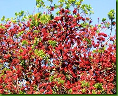 Schotia-brachypetala Schotia-brachypetala