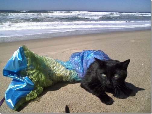 strange-cats-expain-that-enhanced-buzz-5924-1334166584-30