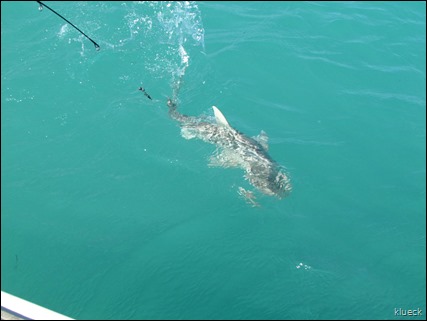 bonnet head shark