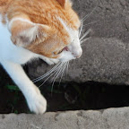 20140714_アンコールワット早朝の猫