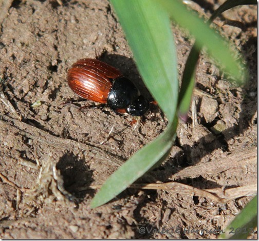 38 aphodius-fimetarius