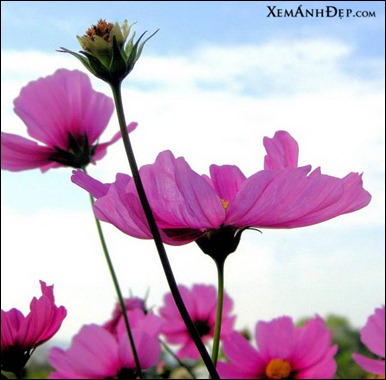anh-hoa-dep04 anh-hoa-dep04