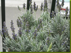 lavendar study february 2012 c