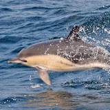Common dolphin