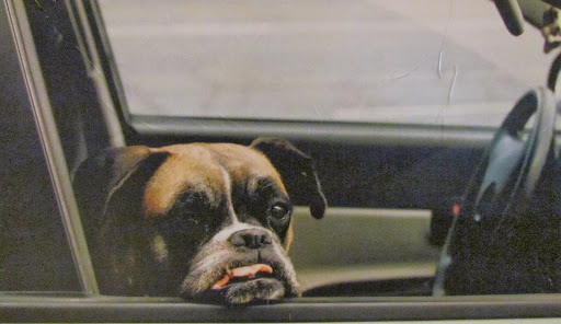 164 Tarnopolskiy Pes.jpg