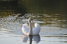 DSC_0332.JPG