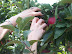 Picking Apples