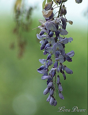 [DA_AmericanWisteria_SM%255B8%255D.jpg]