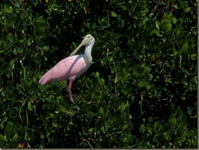 roseatte spoonbill