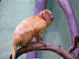 National Zoo in August