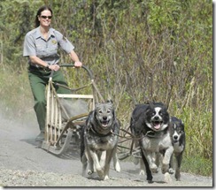 dog sled team