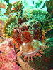 Koh Lipe Resimleri Fotoğrafları