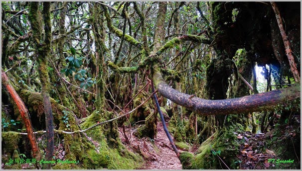 Mossy Forest Gunung Brinchang