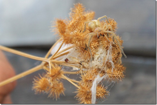 Dornfinger - Cheriacanthium punctorium Dornfinger - Cheriacanthium punctorium