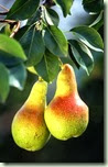 pears_w474_h725 pears_w474_h725