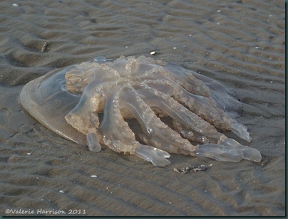 21 jellyfish-2