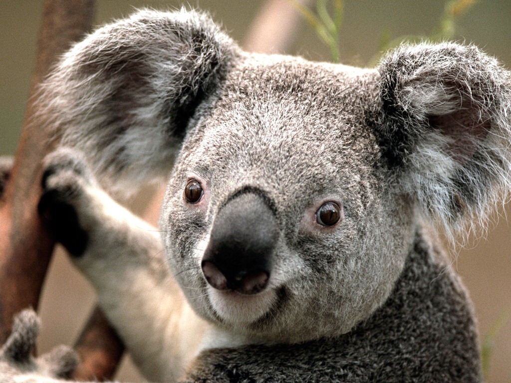 [Koala%255B3%255D.jpg]