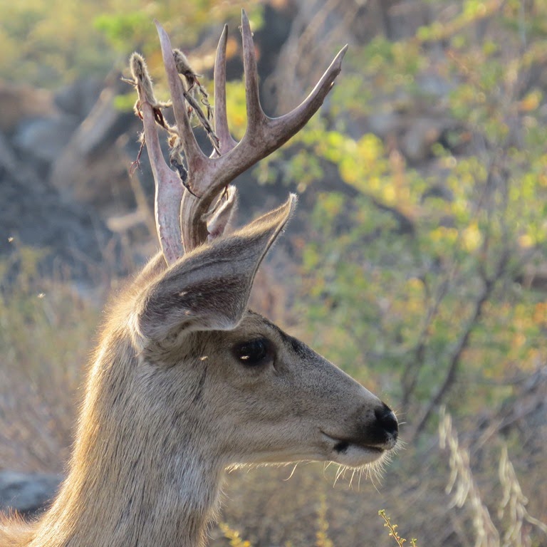[Mule-deer-shedding-velvet-CrystalHar%255B1%255D.jpg]